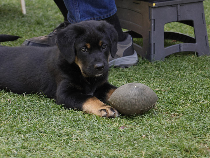 chinook dog